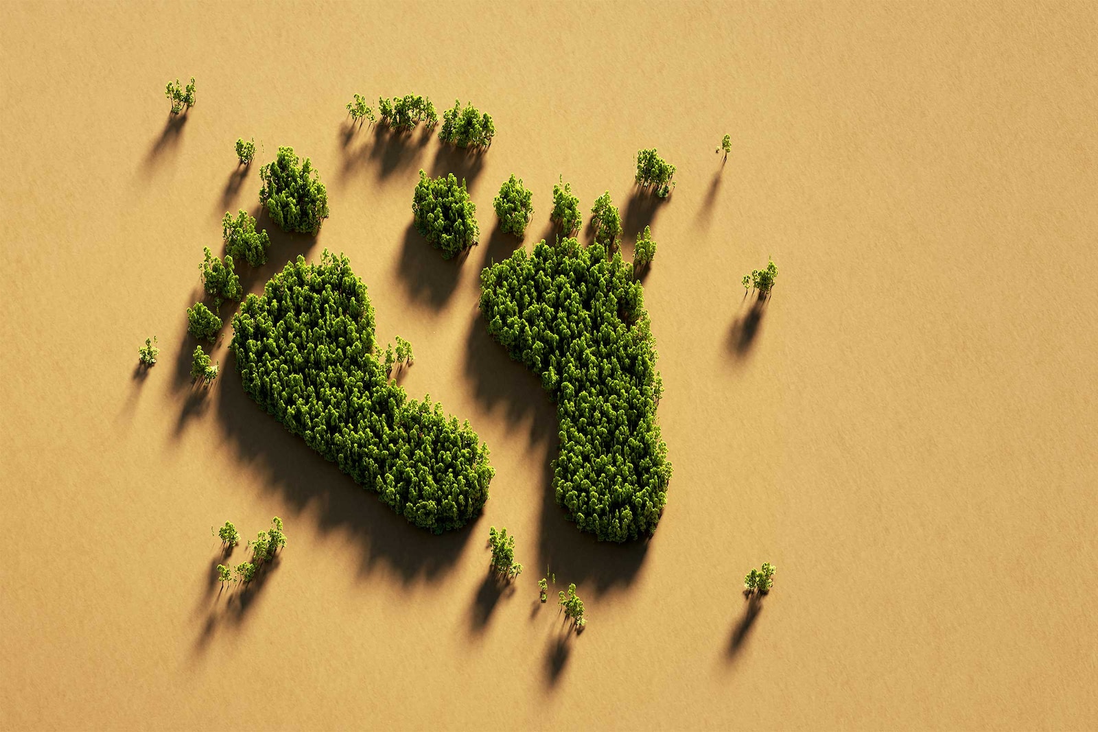 Fotografia amb diversos arbres formant la imatge de dos peus
