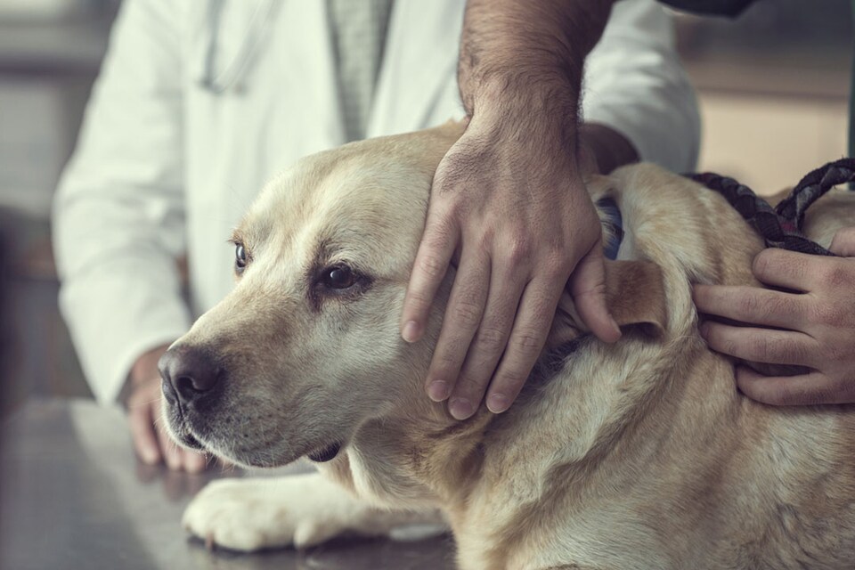 seguros para perros mayores de 10 años