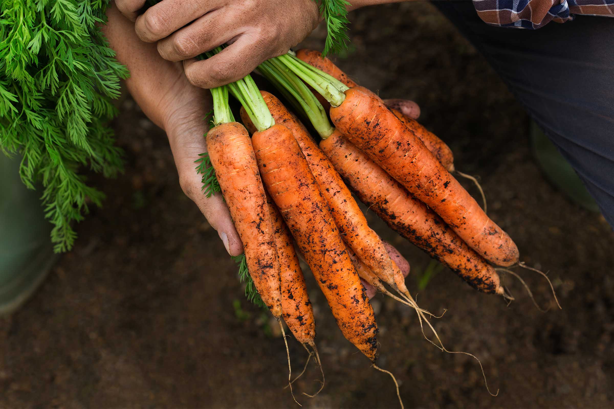 Imagen de una persona recogiendo un manojo de zanahorias