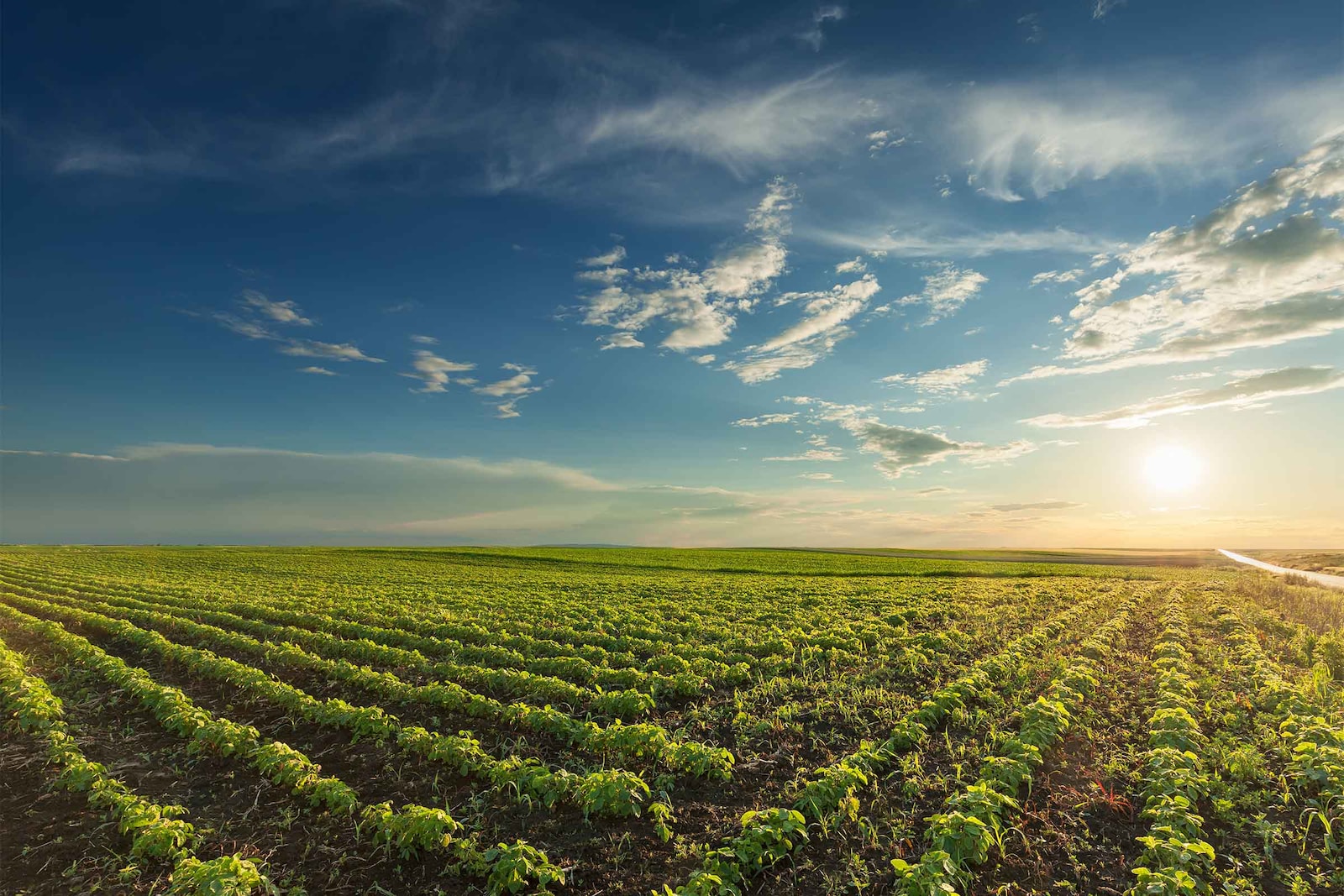 agricultura ecologica