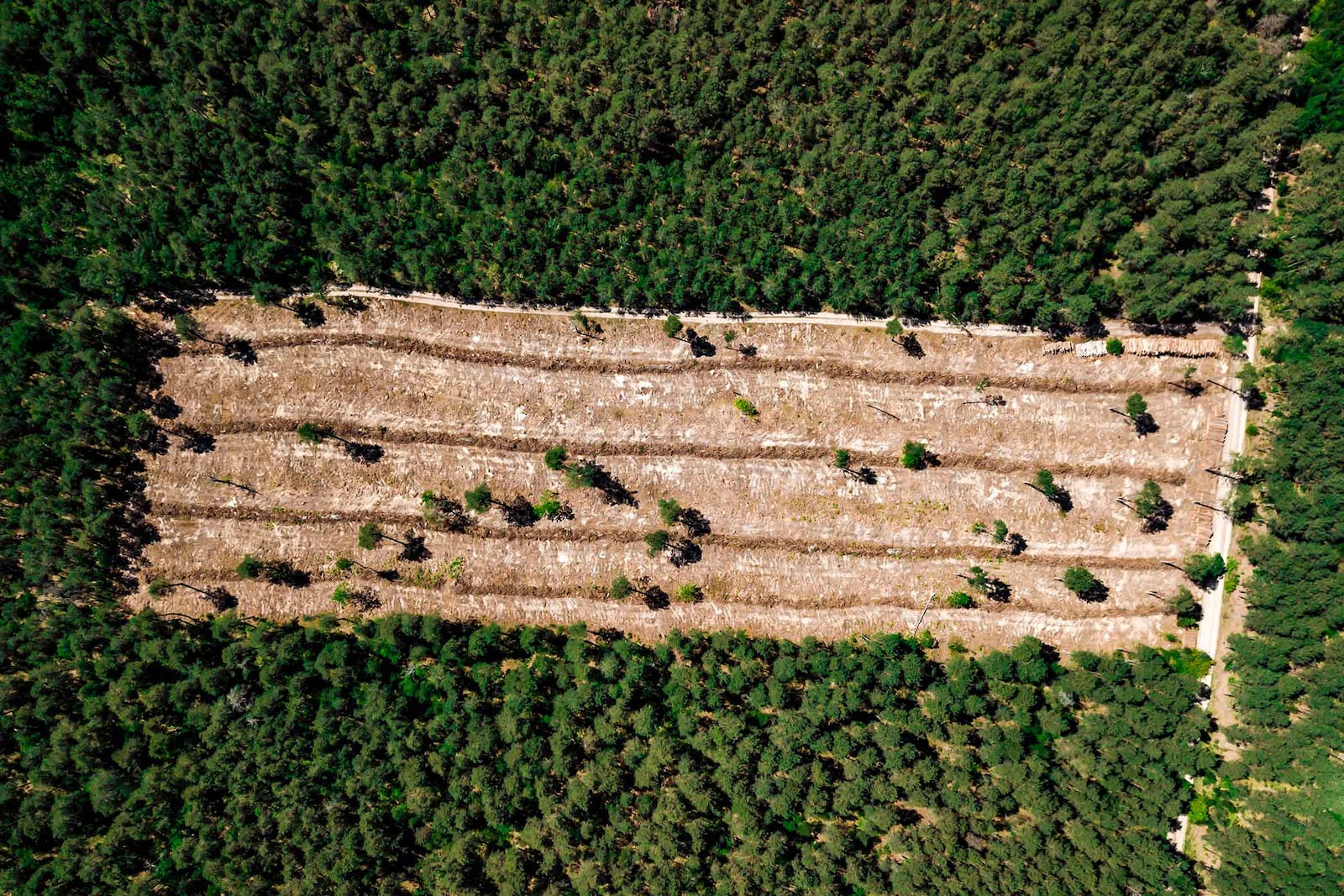 deforestación